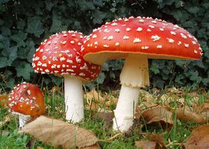 2006-10-25 Amanita muscaria crop.jpg