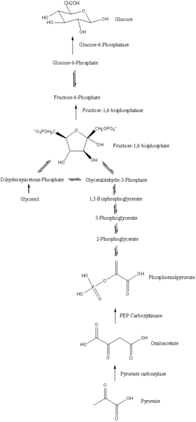 ملف:Gluconeogenesis pathway.png