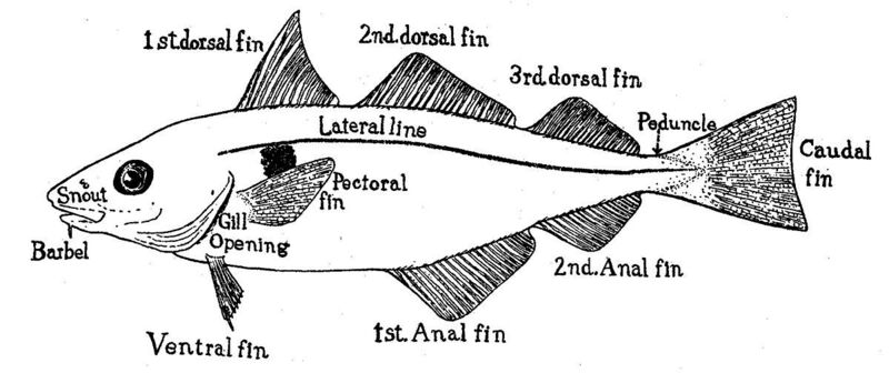 ملف:Haddock fins.tiff.jpg