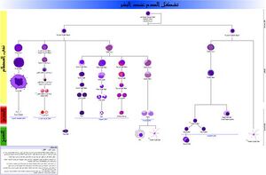 Hematopoiesis (human) diagram2.jpg