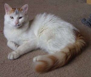 Turkish Van Example2.jpg
