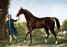 خيل دارلي اريبيان من خيول مقعد بن حدري أمير هذيل البقوم