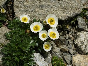 Ranunculus glacialis (habitus).jpg