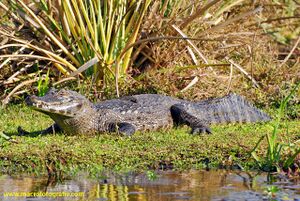 Black caiman Macrofotografie 2.jpg
