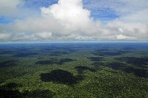 Amazon CIAT (5).jpg