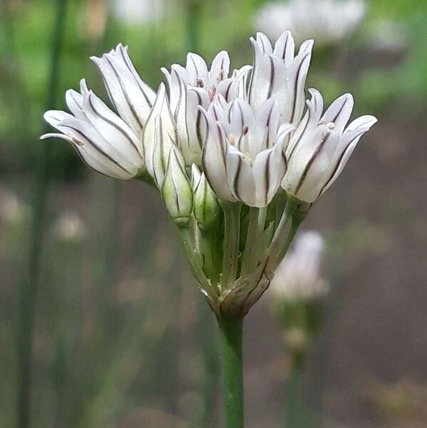ملف:Allium korolkowii.jpg