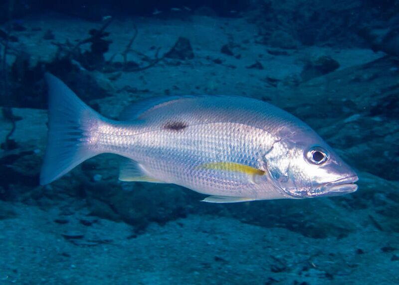 ملف:Lutjanus russellii 332264993.jpg