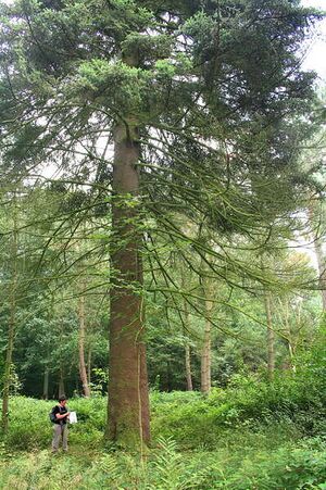 Abies pinsapo JPG1a.jpg