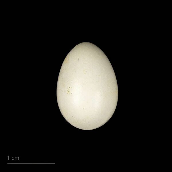 ملف:Delichon urbicum meridionale MHNT.ZOO.2010.11.232.13.jpg