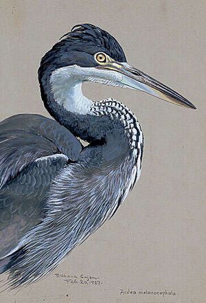 Ardea melanocephala Fuertes.jpg