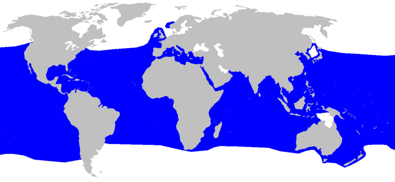 ملف:Isurus oxyrinchus distmap.png