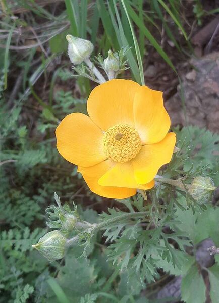 ملف:Persian buttercup (Ranunculus asiaticus).jpg
