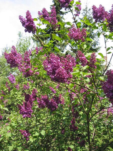 ملف:Lilac (2).jpg