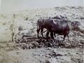 تصغير للنسخة بتاريخ 04:48، 2 مايو 2025