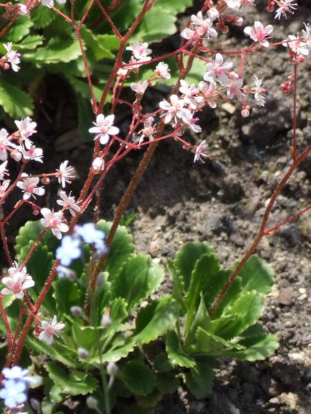 ملف:Saxifraga umbrosa a3.jpg