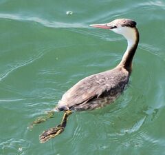 grebe كبير متوج في الشتاء