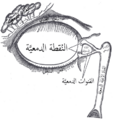 تصغير للنسخة بتاريخ 04:49، 2 مايو 2025