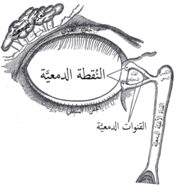 الغدة الدمعية (أعلى اليسار)