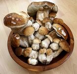 مجموعة من Boletus edulis من مختلف الأعمار