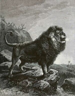 BarbaryLionB1898bw.jpg