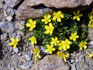Ranunculus demissus.jpg