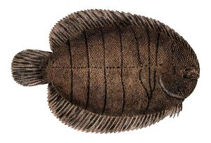 Lined sole.jpg