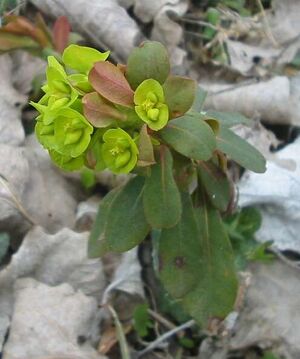 Light green flowers.jpg