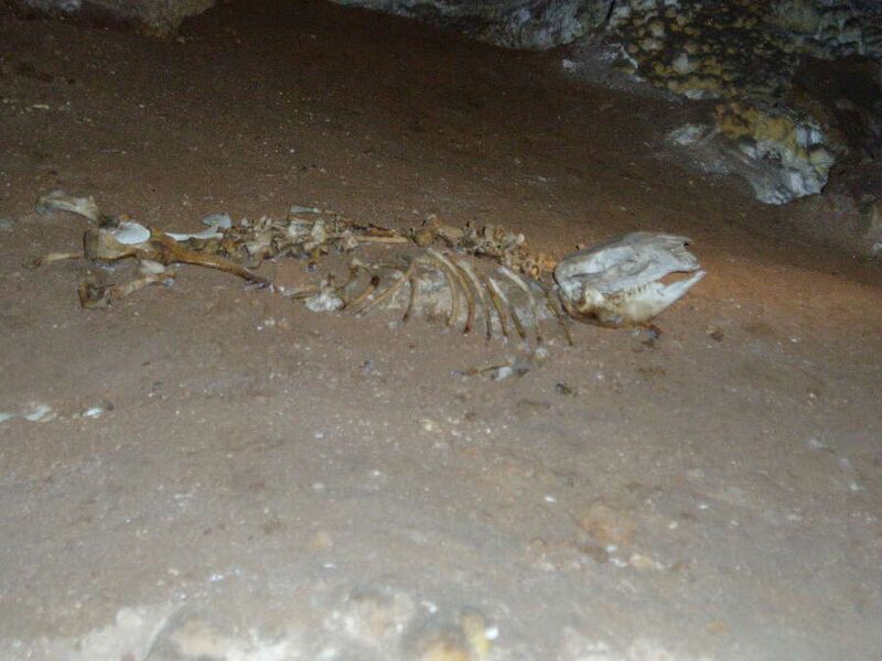ملف:Skeleton in cave.jpg