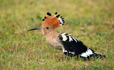 [en→ar]Hoopoe