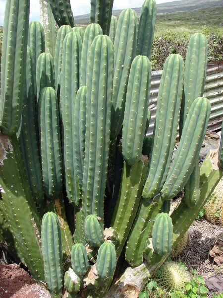 ملف:Starr 070320-5799 Echinopsis pachanoi.jpg