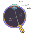 تصغير للنسخة بتاريخ 04:51، 2 مايو 2025