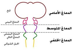 مخطط يوضح أقسام الدماغ الجنيني عند الفقاريات.