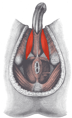 Ischiocavernosus-male.png