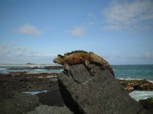 Galapagos iguana1.jpg