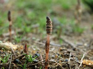 Equisetum arvense.jpg