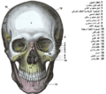 The skull from the front.