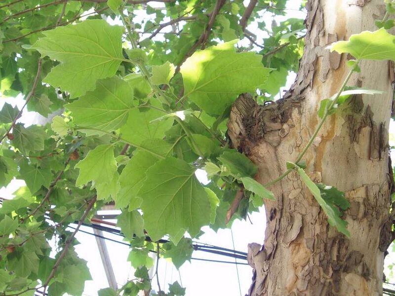 ملف:Platanus acerifolia leaves (2).jpg