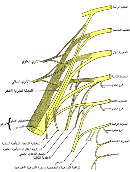 ملف:Gray828-ar.png