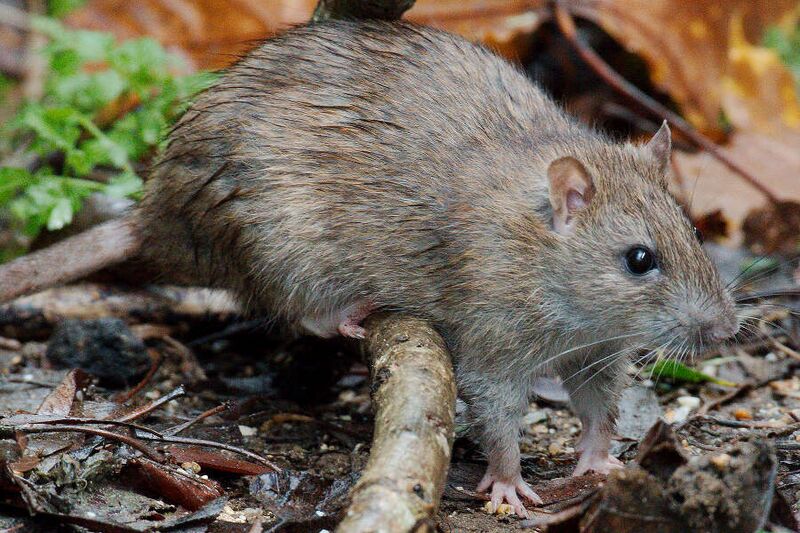 ملف:Rat (49151866592).jpg
