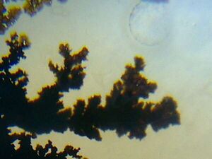 Dendritic agate.jpg