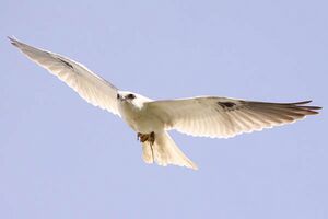 Black-shouldered Kite Kooragang.jpg