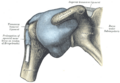الناتئ الغرابي. Coracoid process
