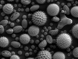 Misc pollen.jpg