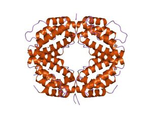 PDB 1eku EBI.jpg
