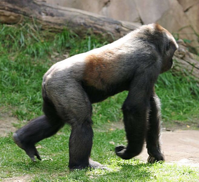 ملف:Western Lowland Gorilla.jpg