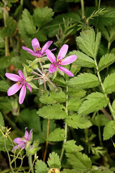 ملف:Erodium moschatum 5Dsr 0200.jpg