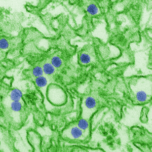 Zika EM CDC 20541.png