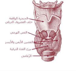 الغدة الدرقية و الحنجرة و القصبة الهوائية