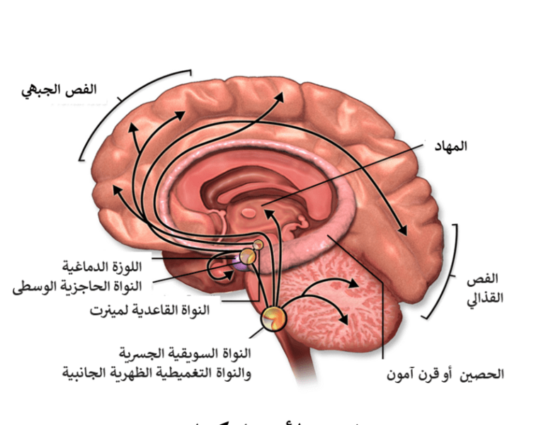 ملف:مسار الأستيل كولين.png