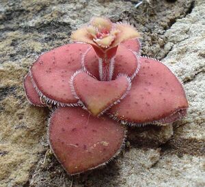Crassula compacta plant.jpg